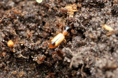 Demetrias monostigma