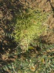 Sophora alopecuroides