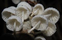 Marasmiellus volvatus