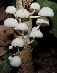 Marasmiellus volvatus