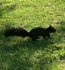 Sciurus carolinensis