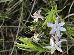 Amsonia ciliata texana