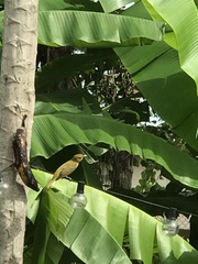 Pseudocolopteryx citreola