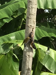 Pseudocolopteryx citreola