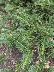 Cephalotaxus