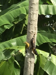 Pseudocolopteryx citreola