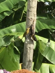 Pseudocolopteryx citreola