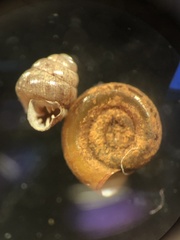Vertigo antivertigo