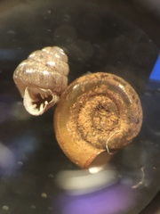 Vertigo antivertigo