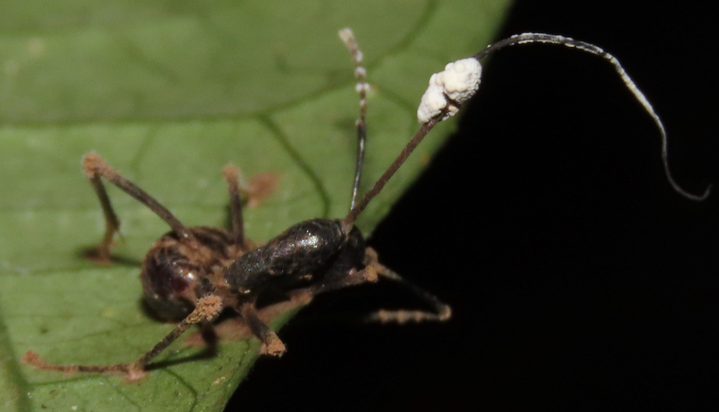 Ophiocordyceps camponoti-nidulantis