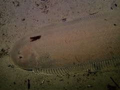 Broadhurst's Tongue Sole photo 5