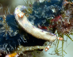 Hypselodoris skyleri