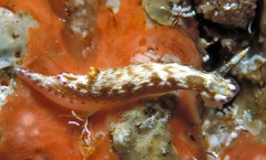 Hypselodoris skyleri
