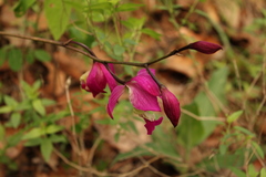 Bletia macristhmochila