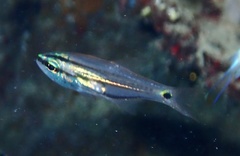 Taeniamia bilineata