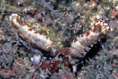 Hypselodoris skyleri