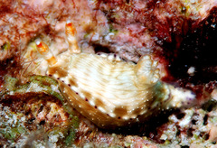 Hypselodoris skyleri
