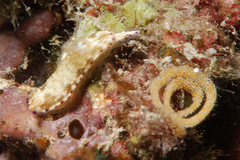 Hypselodoris skyleri