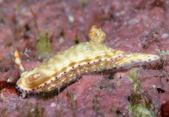 Hypselodoris skyleri