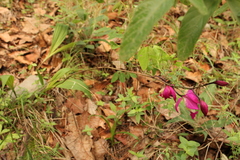 Bletia macristhmochila