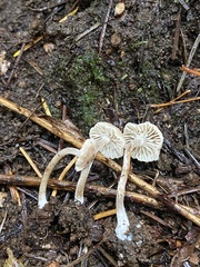 Pseudolaccaria pachyphylla