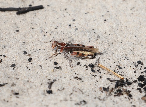 Acorypha pipinna