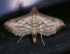 Marasmia trapezalis