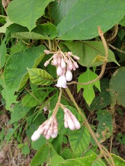 Amalocalyx microlobus
