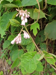 Amalocalyx microlobus