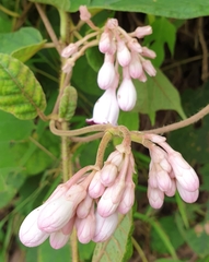 Amalocalyx microlobus