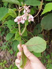 Amalocalyx microlobus
