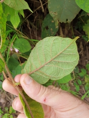 Amalocalyx microlobus