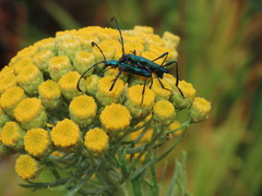 Hypocrites scabriusculus