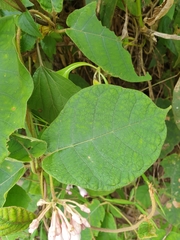 Amalocalyx microlobus