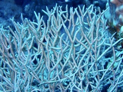 Melithaea rubrinodis