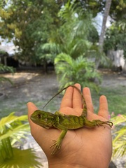 Iguana iguana