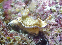 Hypselodoris skyleri