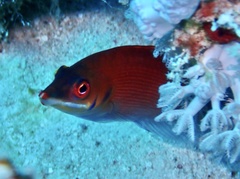 Pseudocheilinus evanidus