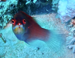 Pseudocheilinus evanidus