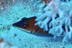 Pseudocheilinus evanidus