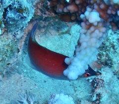 Pseudocheilinus evanidus