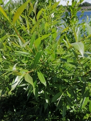 Salix