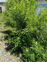 Salix
