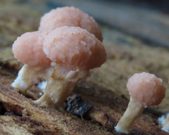 Tubifera microsperma