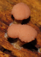 Tubifera microsperma