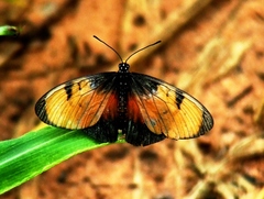 Acraea anemosa