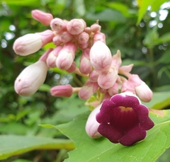 Amalocalyx microlobus