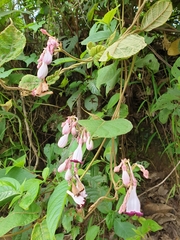 Amalocalyx microlobus