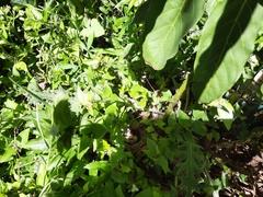 Zonotrichia capensis