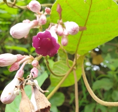 Amalocalyx microlobus
